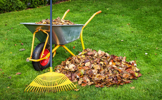 raking fallen autumn leaves from backyard lawn. copy space Grabie do liści